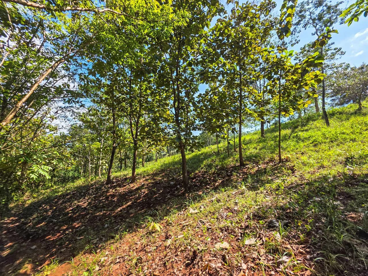 35 Acre Finca - A Natures Lover Or Developers Dream With Stunning Views - photo 4