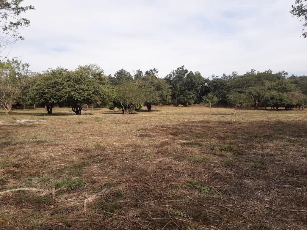 Colorado River Paradise Farm for Sale - Just 10 Minutes from Liberia - photo 8