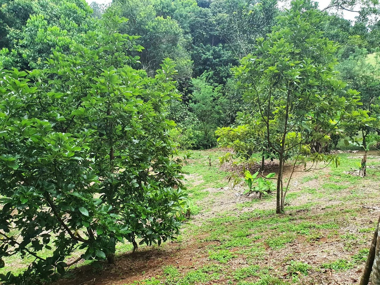 Land in Bijagual with a river crossing the property! - photo 12