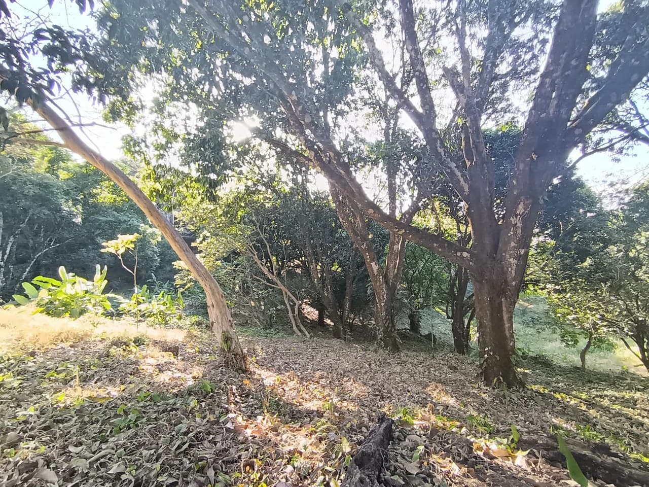 Property for sale in Ciudad Colon San José Costa Rica - photo 7