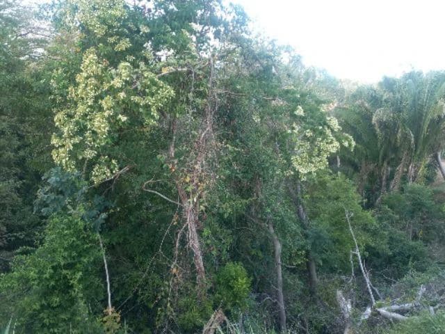 Building Lot for sale in a pristine and soothing woodland 3 km from Samara Beach - photo 5
