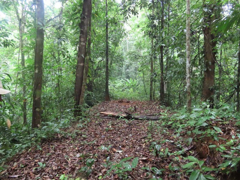 34-Acres of Forest For Sale in Riyito de Puerto Jimenez - photo 24