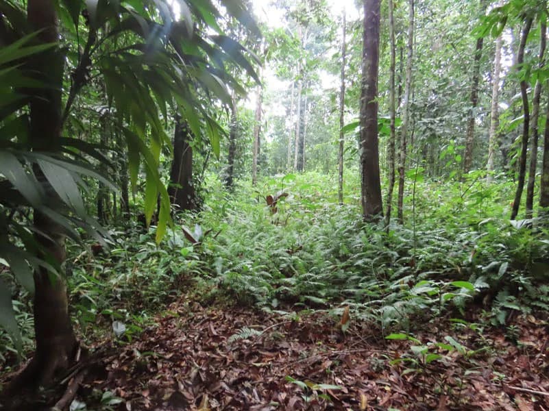 34-Acres of Forest For Sale in Riyito de Puerto Jimenez - photo 15