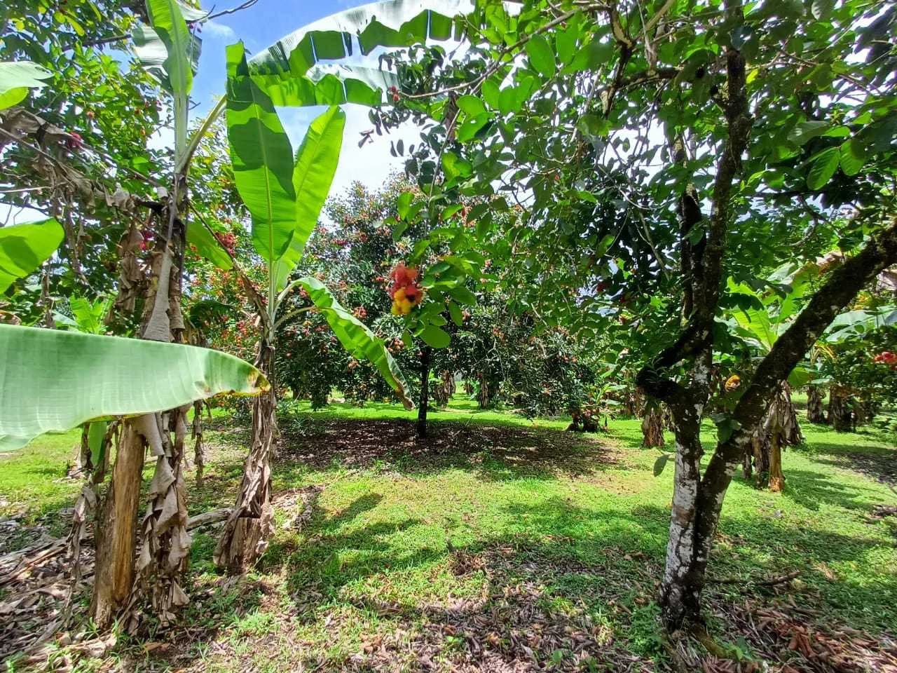 Finca La Palma, Cañaza, Puerto Jiménez - photo 9