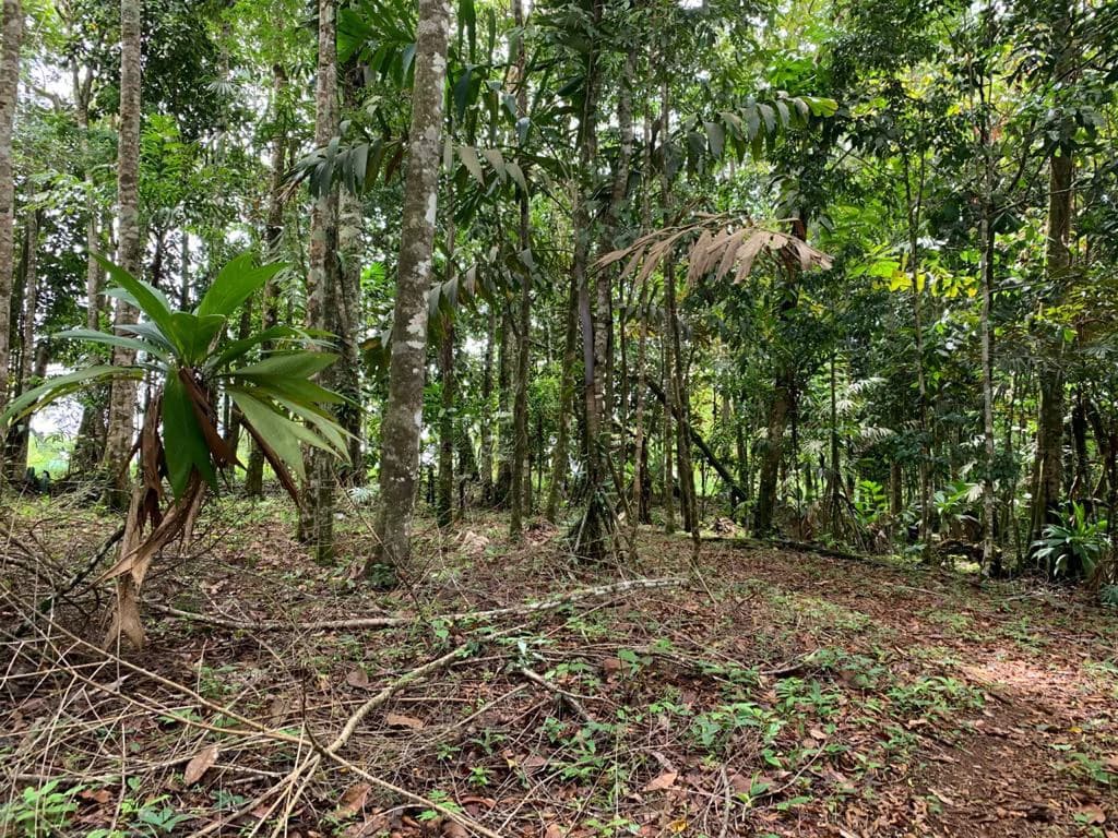 Ocean View Forest Reserve with Private Homesite Near Tinamastes - photo 14