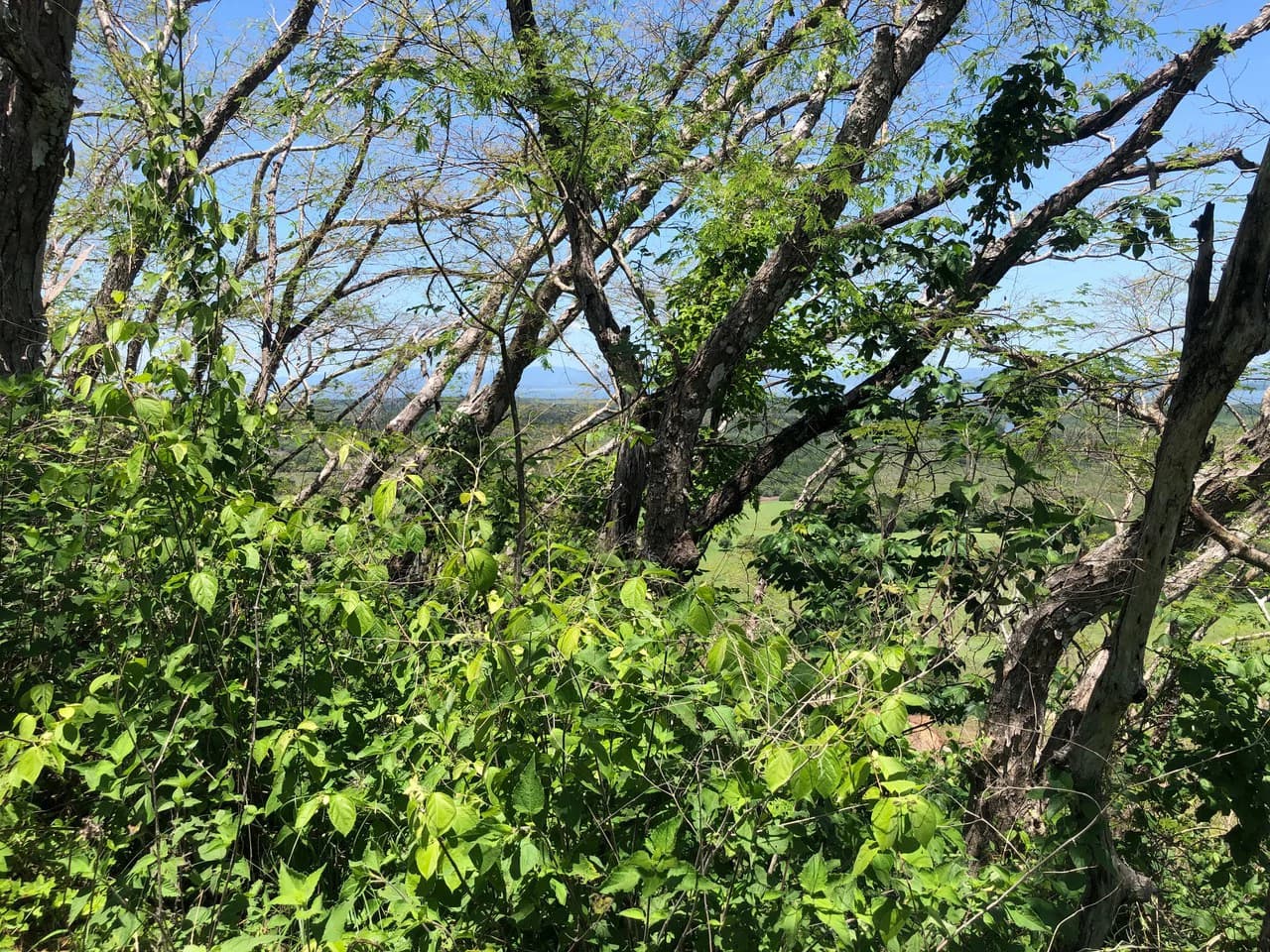 Amazing 50% discount for Huge ocean-view farm for sale surrounded by soft rolling hills and pristine nature - photo 14