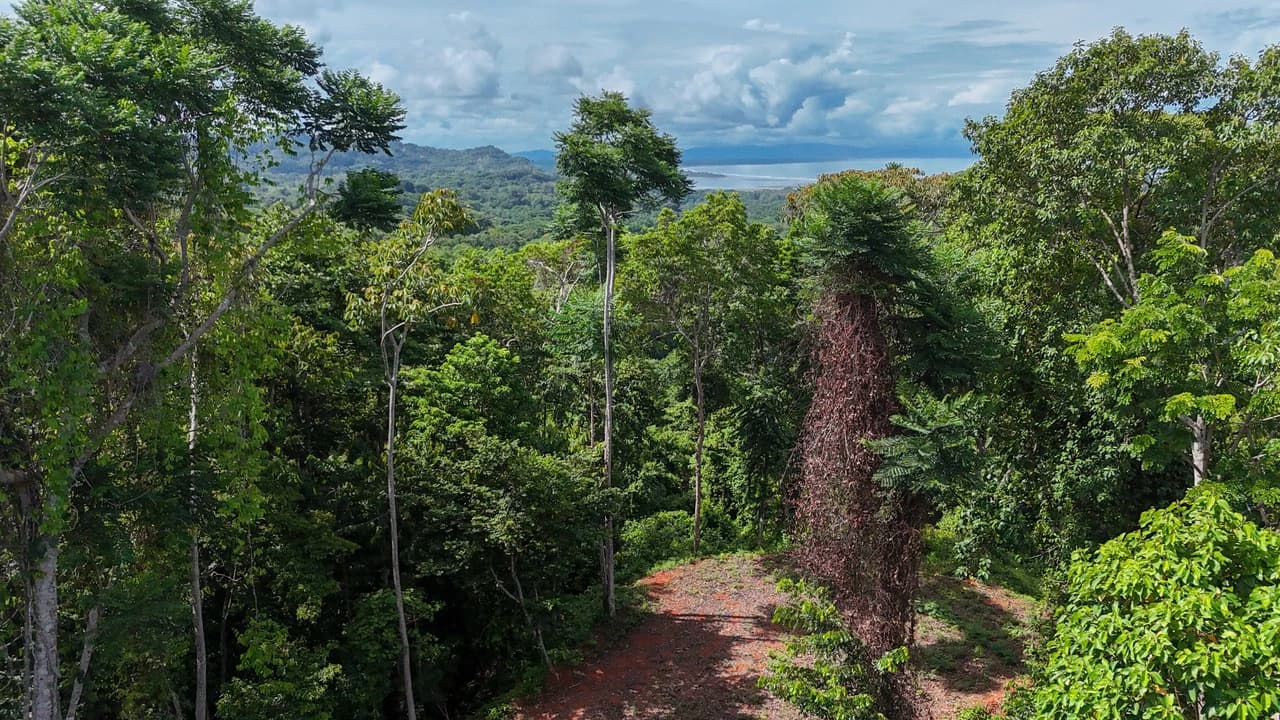 Spectacular Ocean view on 7.7 acres: Mountain Home Construction Site For Sale in Bahía Ballena - photo 22