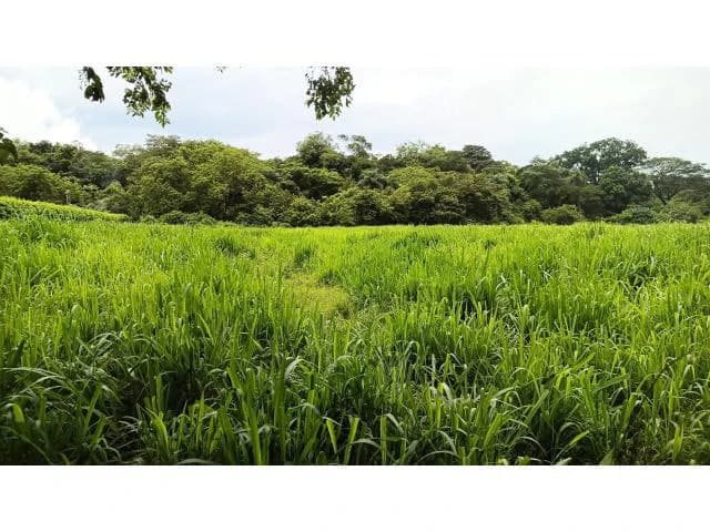 Amazing building property for sale 5 minutes away from Liberia center and 2 minutes walking to the Colorado River - photo 12