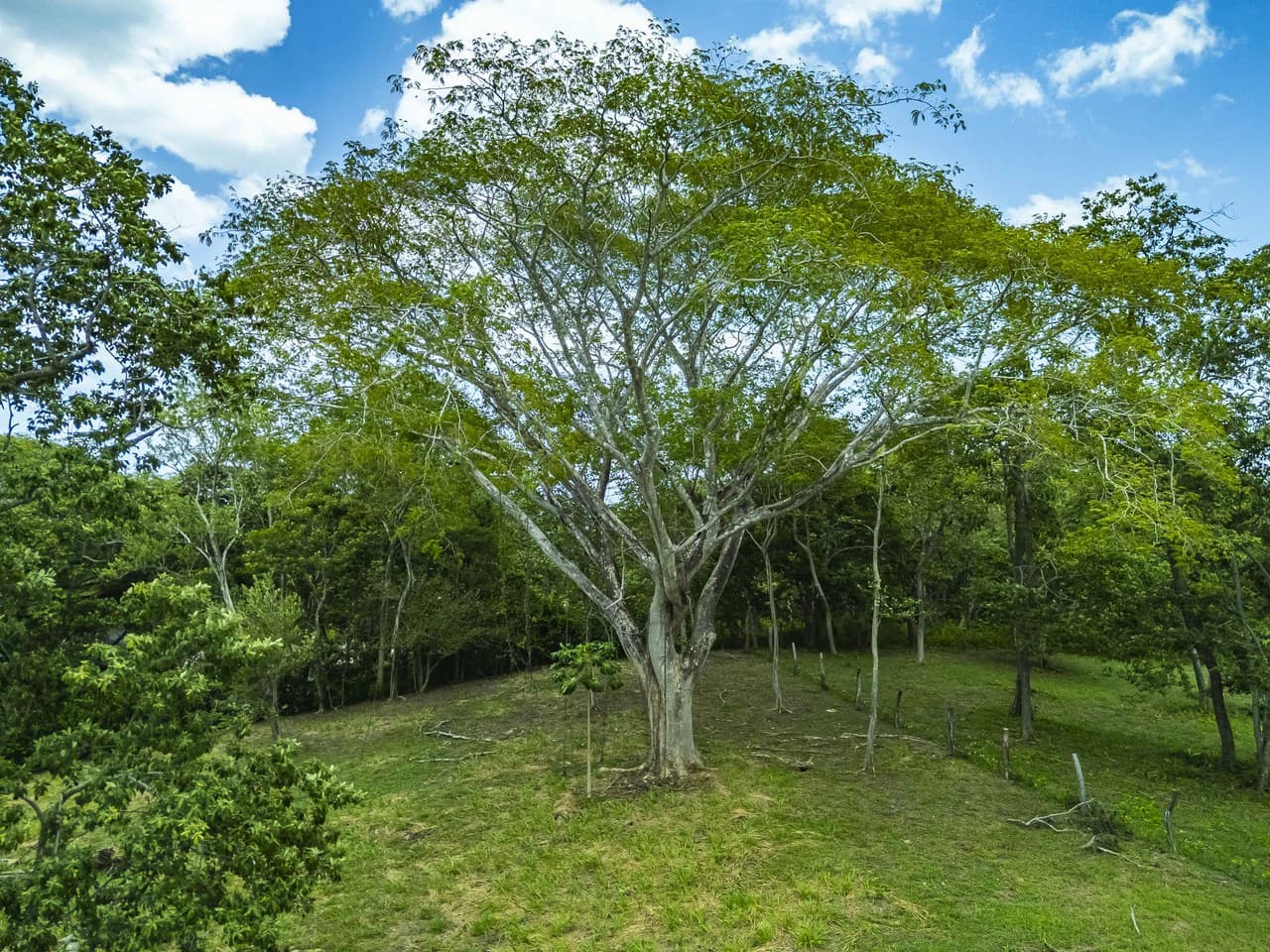 Playa Honda Lot: Build Near the Beach in Playa Junquillal - photo 14