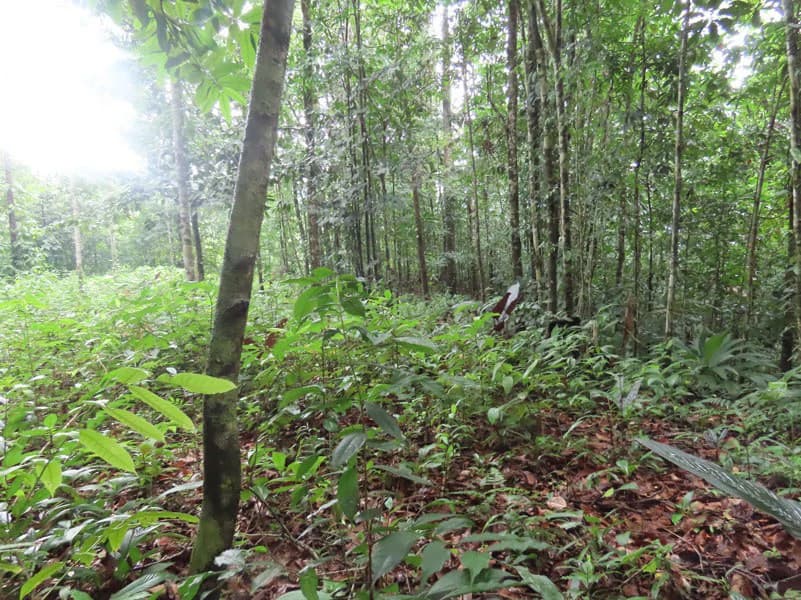 34-Acres of Forest For Sale in Riyito de Puerto Jimenez - photo 11