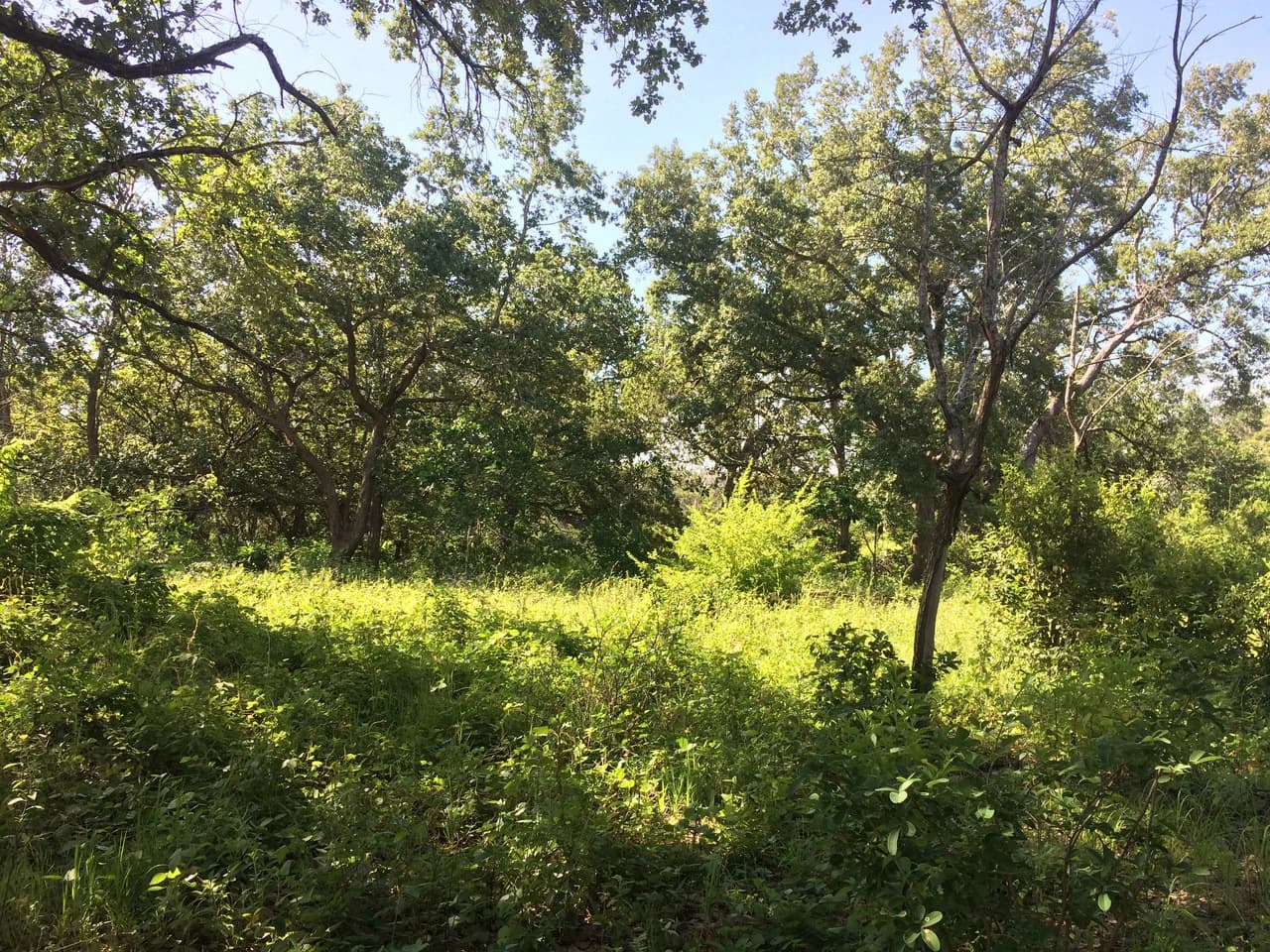 Finca de 31 hectáreas en Liberia: Great investment opportunity - photo 4