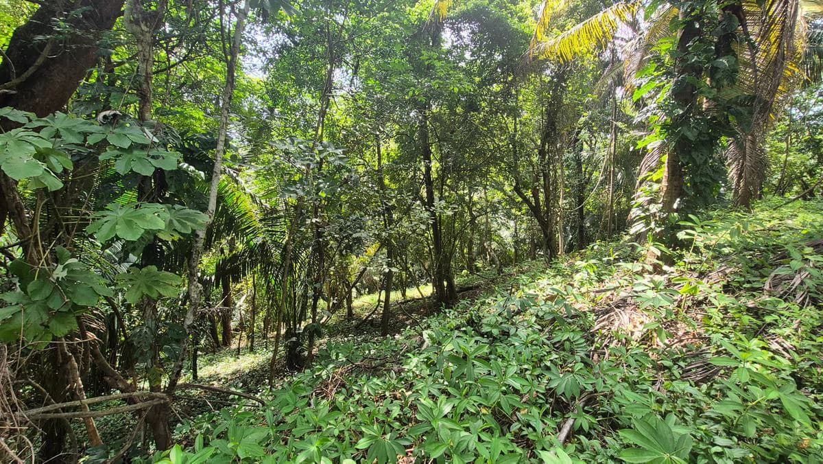 Lote el Bosquecito: 5,000 m² Wooded Lot in Samara Wood - photo 4