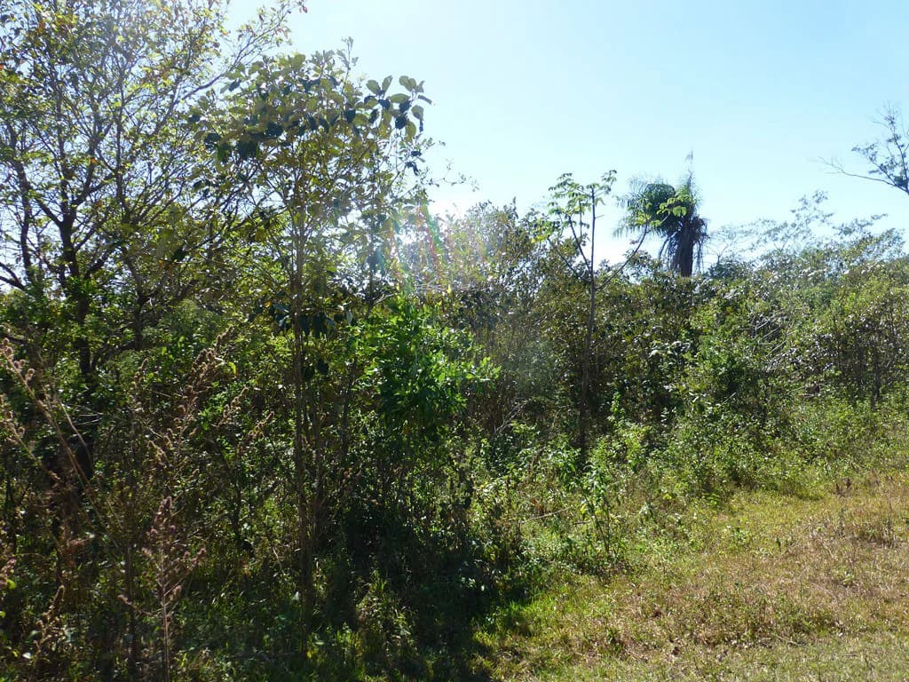 Ocean view farm for sale in the mountains of San Juanillo - photo 29