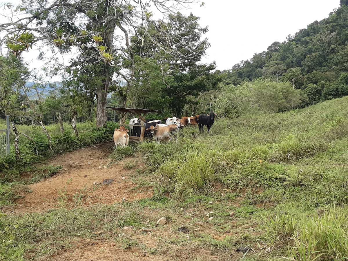 Finca Tesoro Escondido - The Jewel of Uvita - photo 31