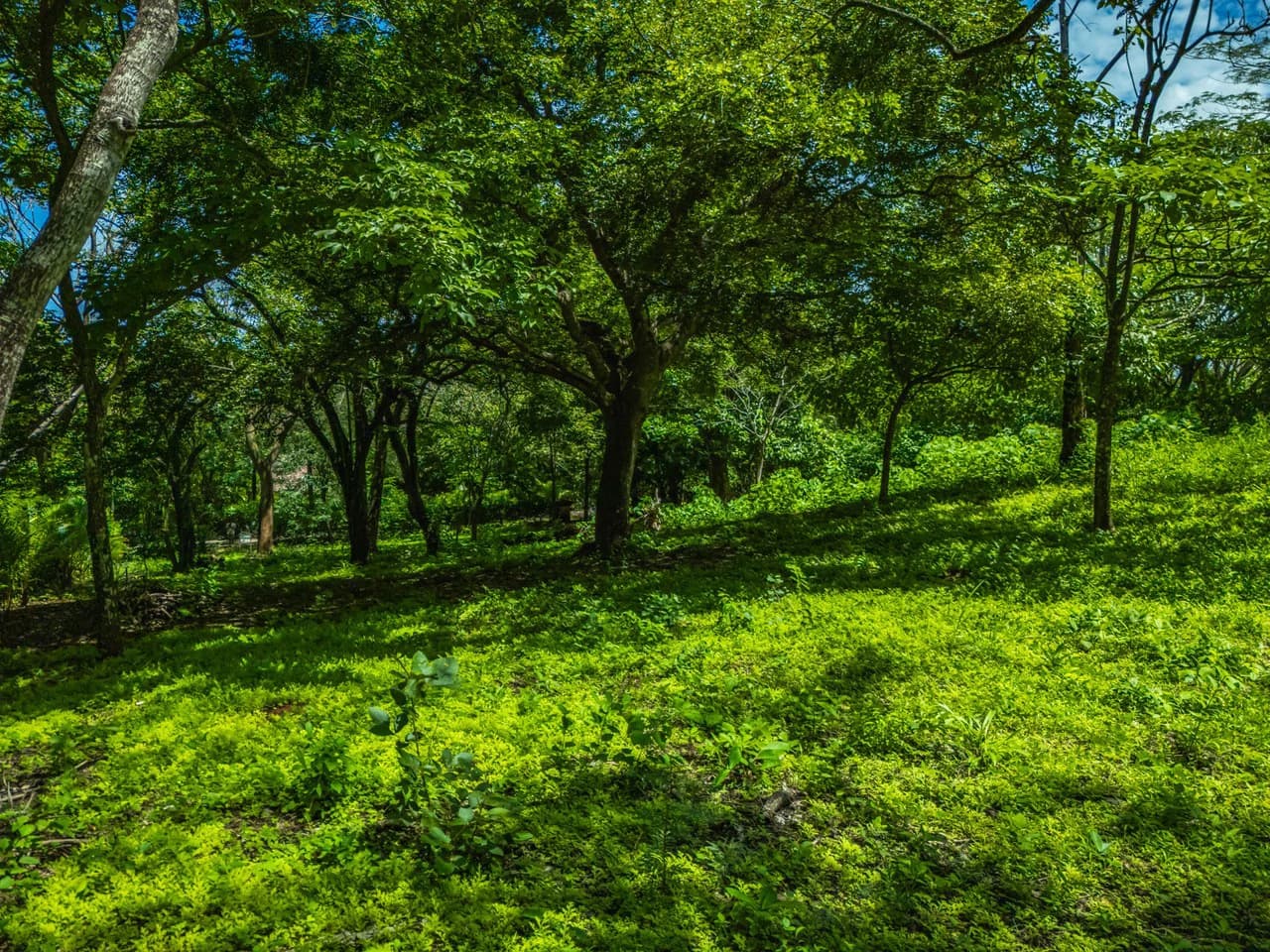 Tierra Pacifica #22: 1.5 Acre Homesite with Water Meter - photo 16
