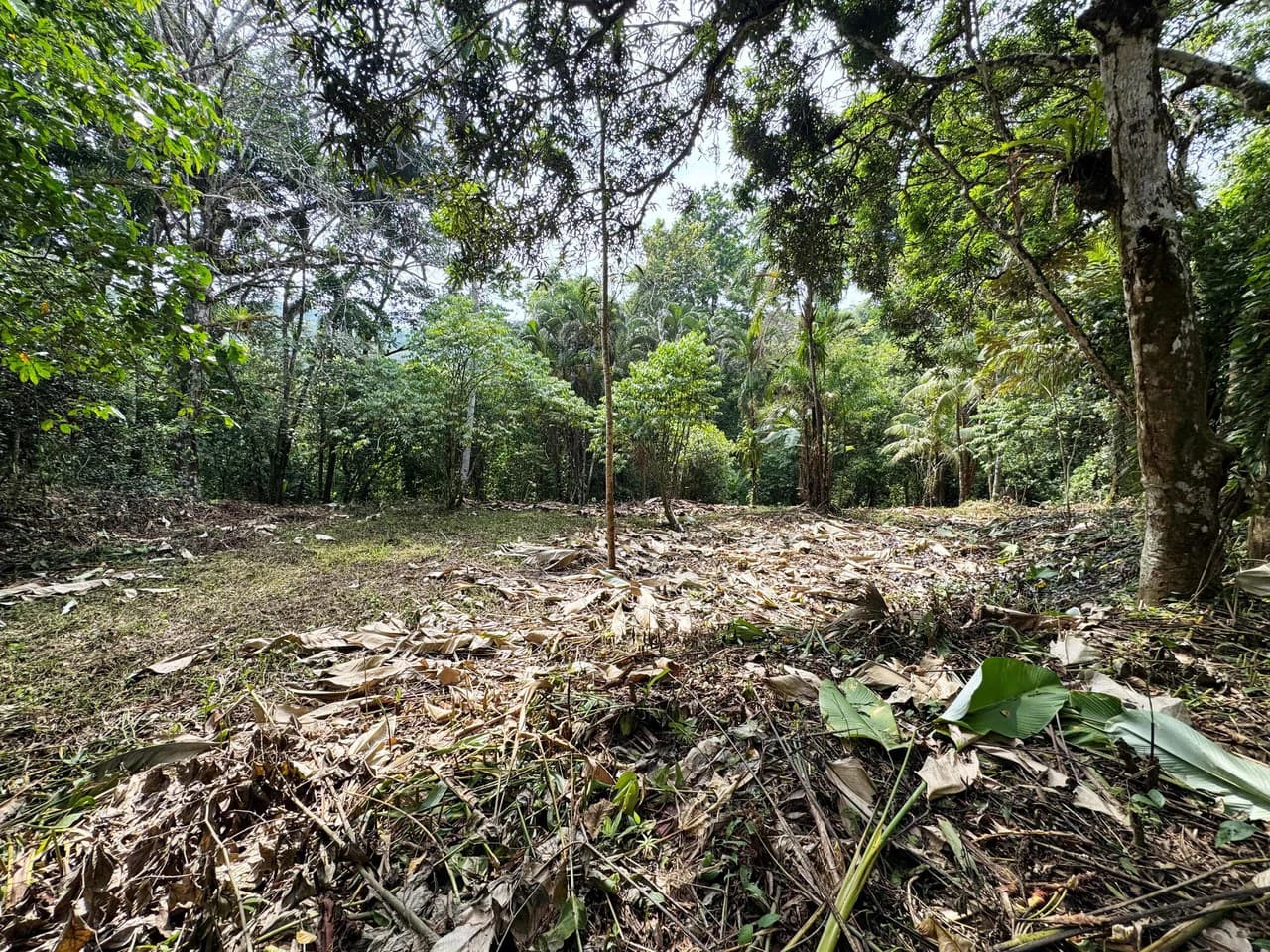 1 Acre Jungle Lot with River in Playa Dominical - photo 10