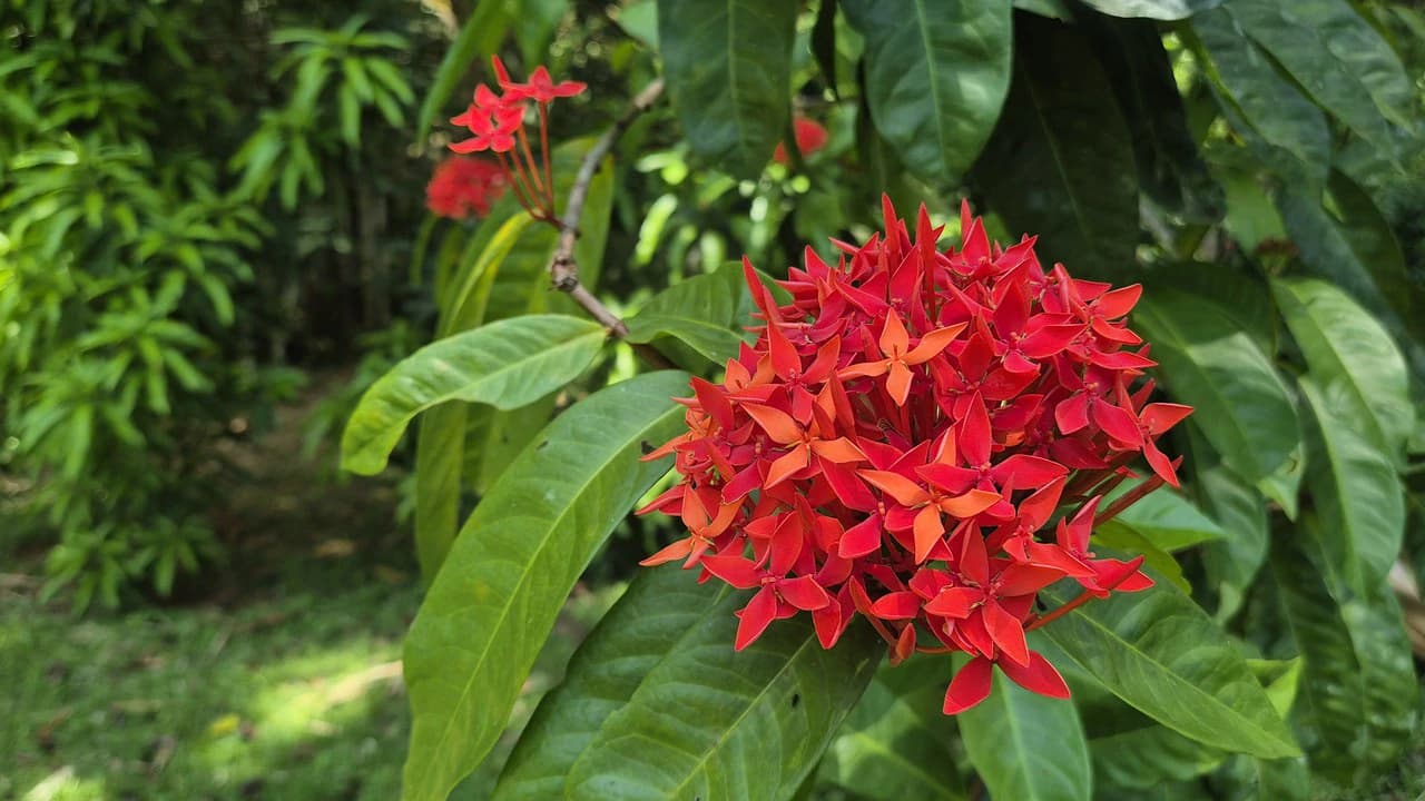 Dream Beachfront Property at Ballena Beach in Uvita, Costa Rica - photo 11