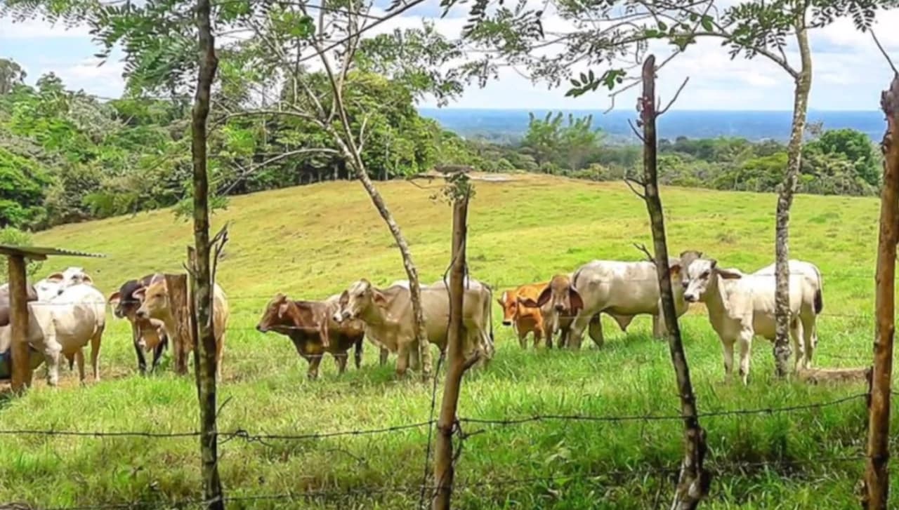 Tourism or Development?: Beautiful 56 ha with riverfront access - photo 8