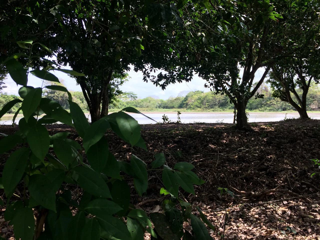 Propiedad grande: Countryside Home Construction Site For Sale in Caño Negro - photo 9