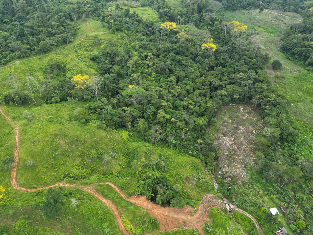 Fire Sale Farm with Ocean View | Piedras Blancas, Osa Peninsula - photo 4
