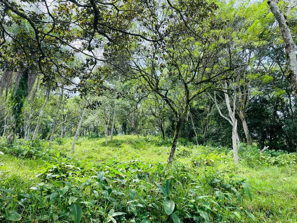 Farm for sale Puriscal Close to Universidad para la Paz Costa Rica - photo 9