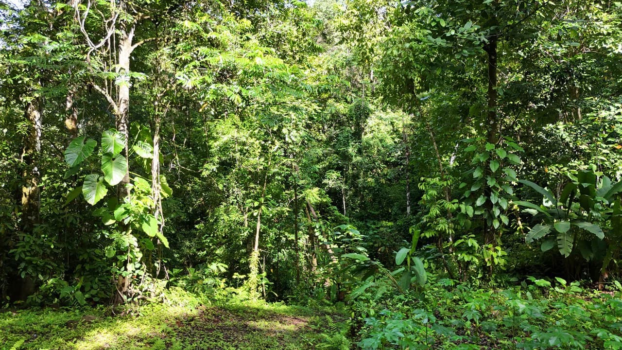 Spectacular Ocean view on 7.7 acres: Mountain Home Construction Site For Sale in Bahía Ballena - photo 13