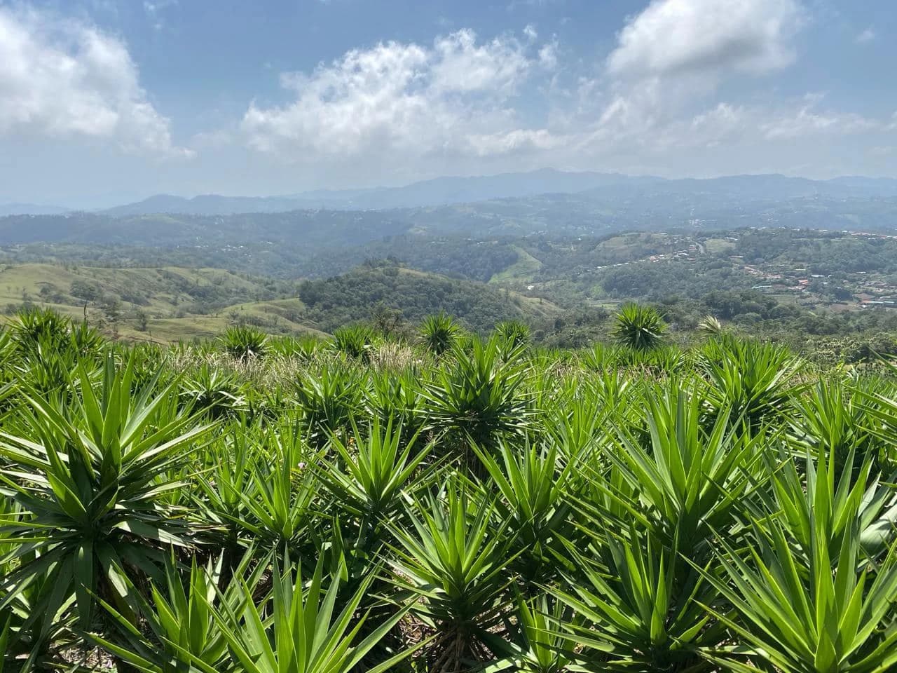 Farm with Exceptional Potential for Sale in San Ramón, Alajuela - photo 5