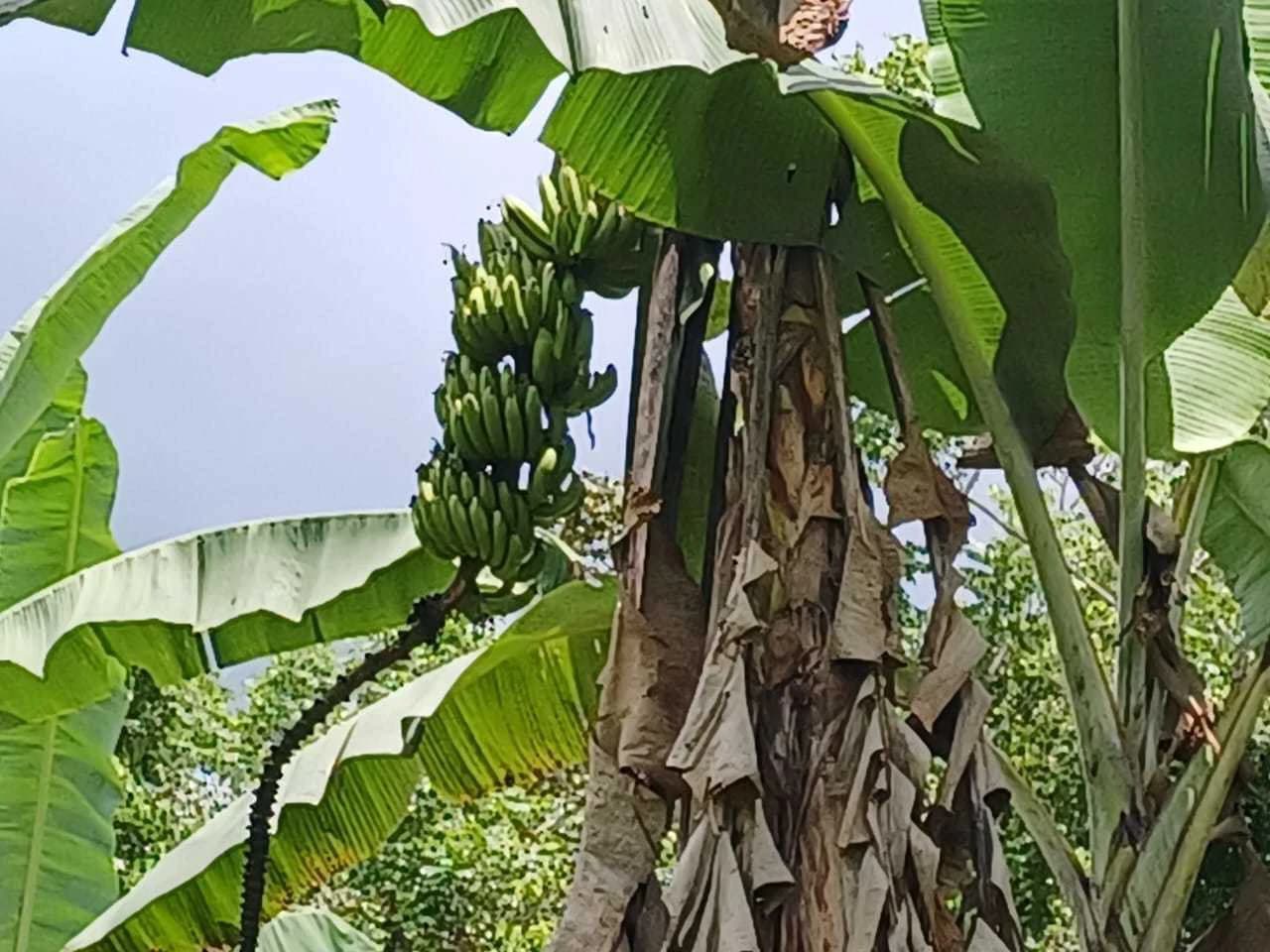 Finca La Palma, Cañaza, Puerto Jiménez - photo 11