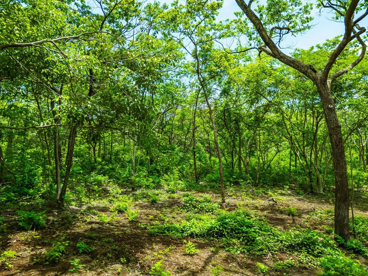 Adventure Meets Nature: Private 1.75acres Lot Minutes from Playa Negra - photo 2