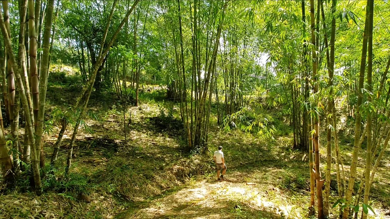 Property #2 with Bamboo Plantation, Development Opportunity (Residential, Hotel, and Industrial). - photo 11