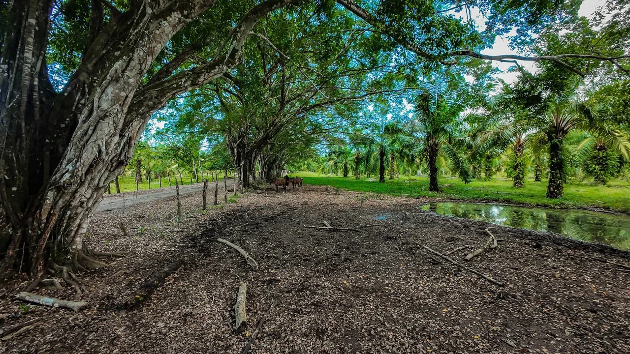 4,850 Acre Beachfront Legacy Ranch Esterillos Central Pacific Coast - photo 34