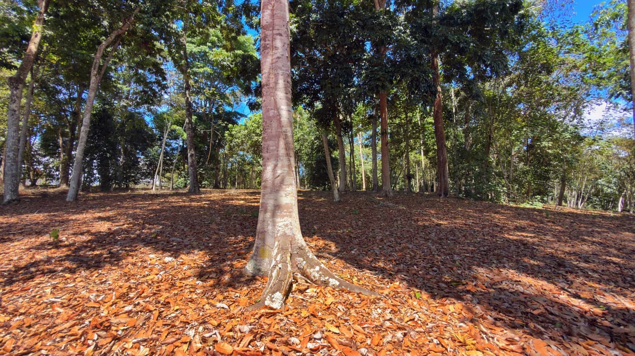 Agricultural Land For Sale in Daniel Flores - photo 6