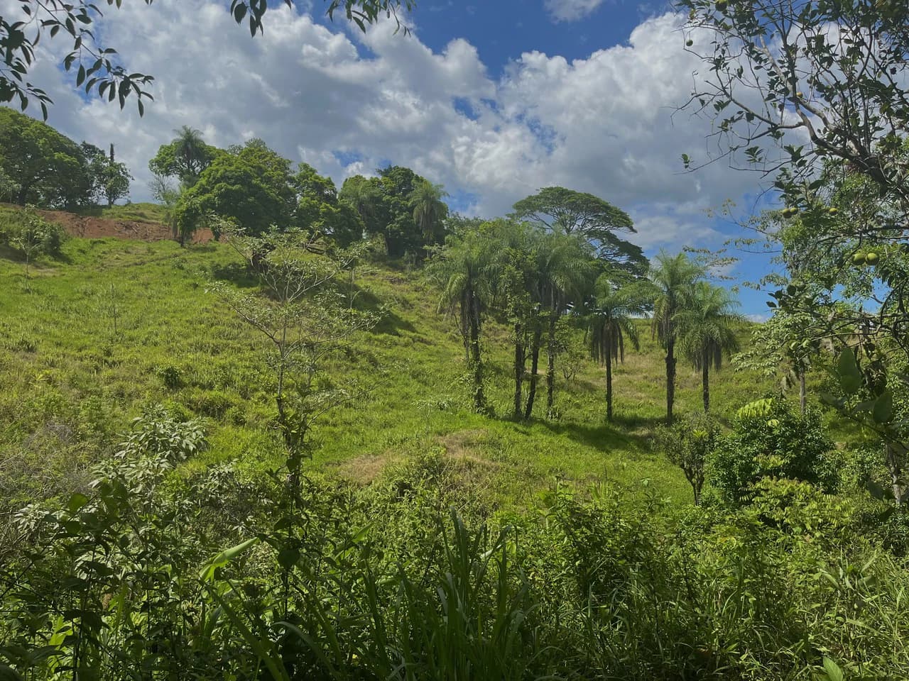 SPECTACULAR ECOLOGICAL MOUNTAIN FARM IN BIJAGUAL DE TURRUBARES - photo 32