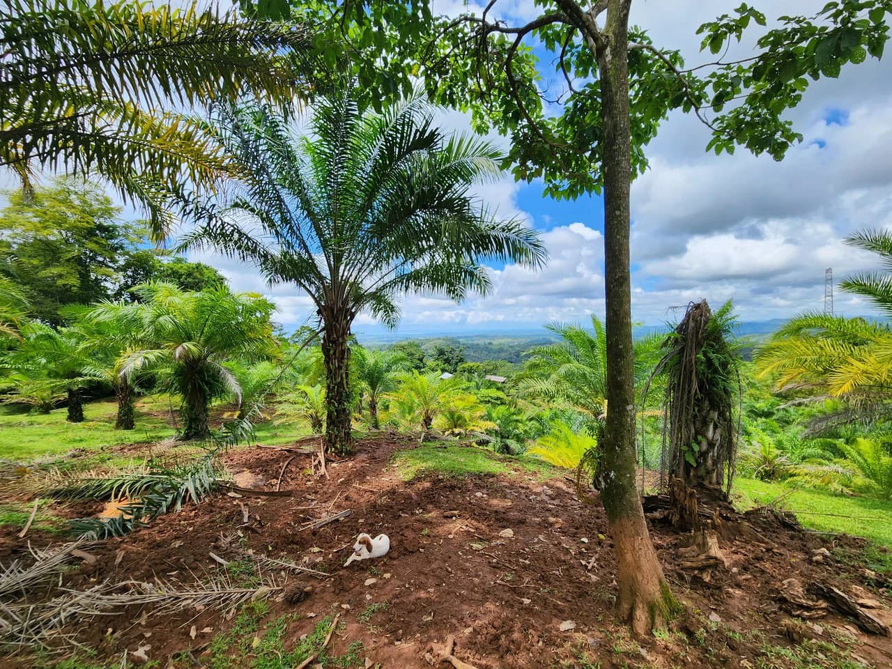 PRIME PARRITA FARM FOR SALE - photo 7