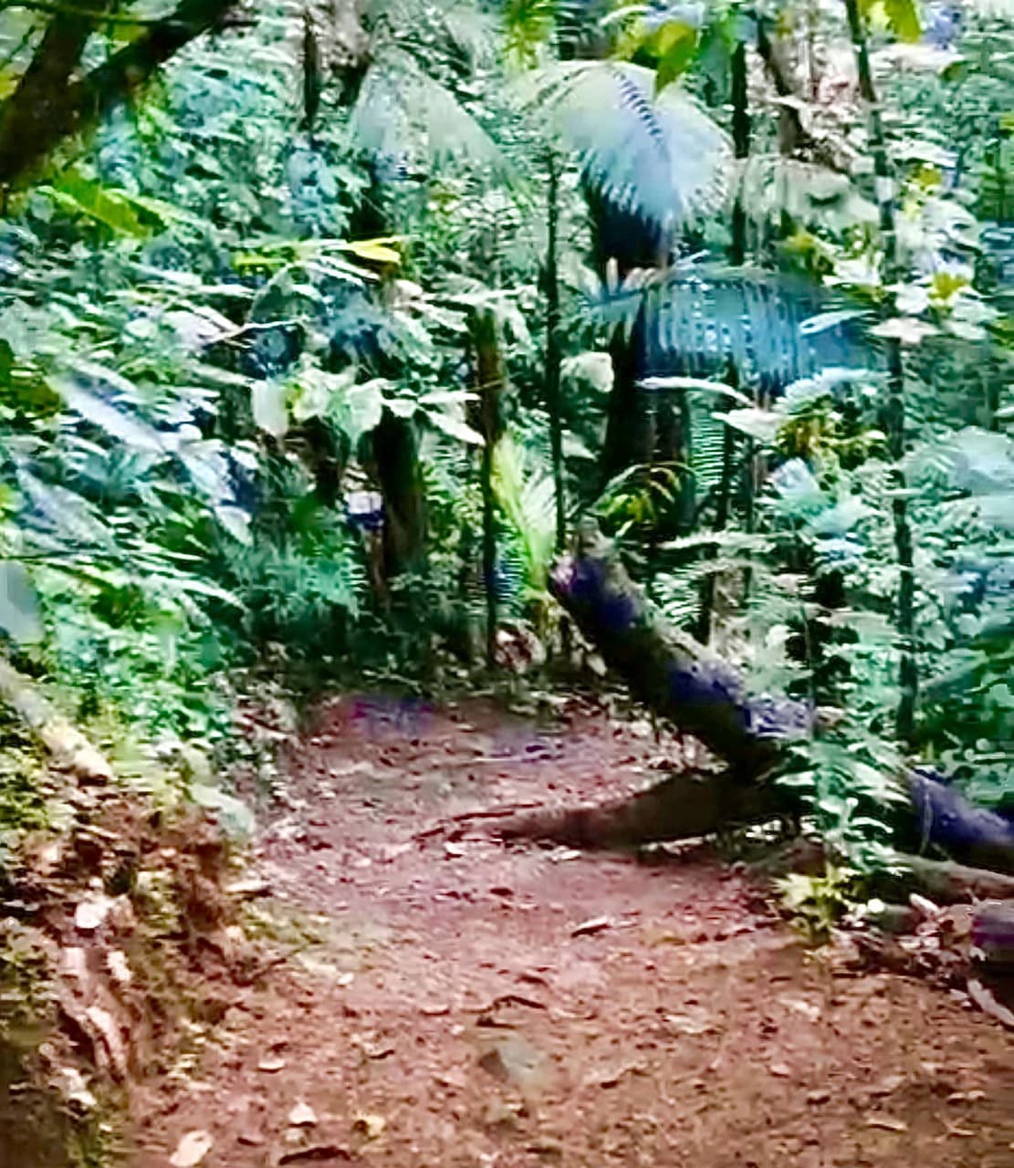 4.82 Acres Near La Fortuna, Costa Rica | Home + River + Vacation Rental Potential - photo 3
