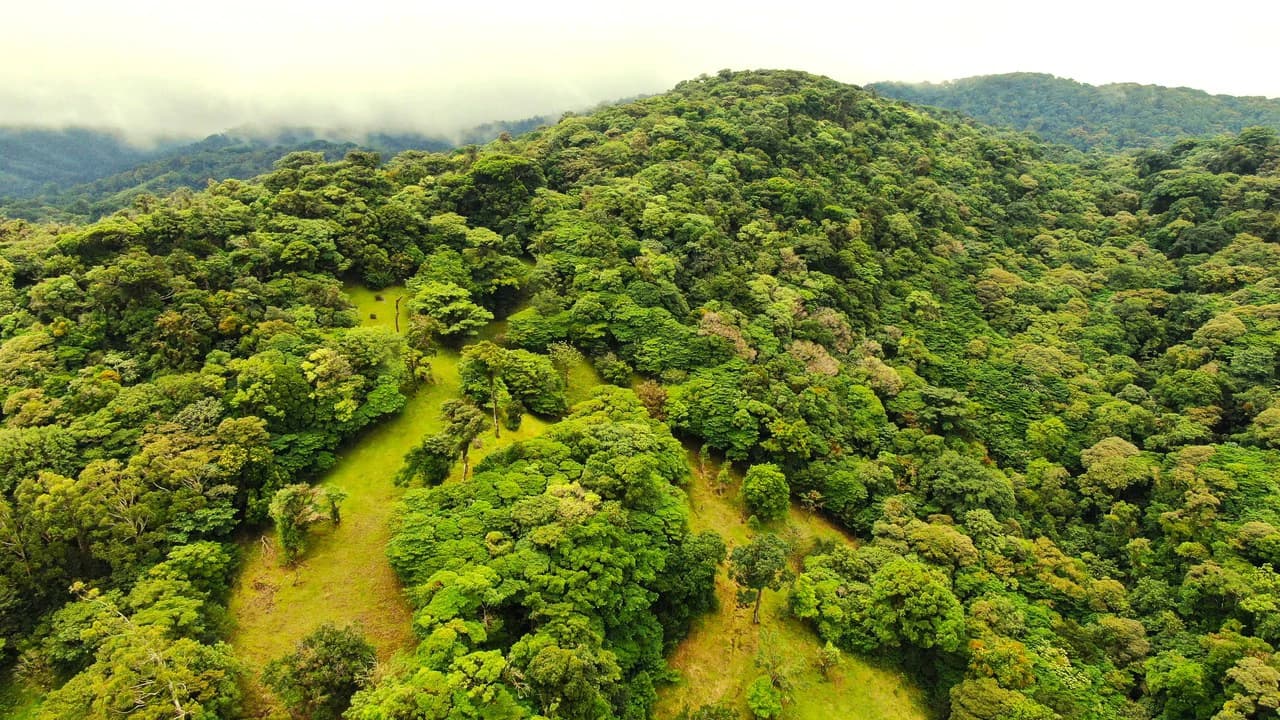 Hidden Paradise in Monteverde. Sierra Verde SV0125: 5 Hectares with Spectacular Views, a Beautiful and Cozy Main House and Caretaker’s Home Just 10 Minutes from Monteverde - photo 8