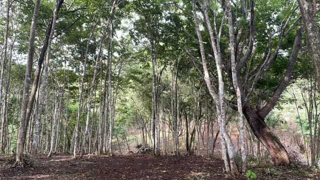 Beautiful Property for Sale in the Mountains of San Juanillo – Prime Land with Building Potential Just 10 Minutes from the Ocean - photo 16