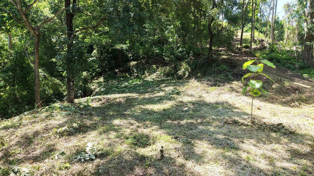 Lote Budry: Exclusive Elevated Lot with Stunning Mountain & Jungle Views Near Samara Beach - photo 6