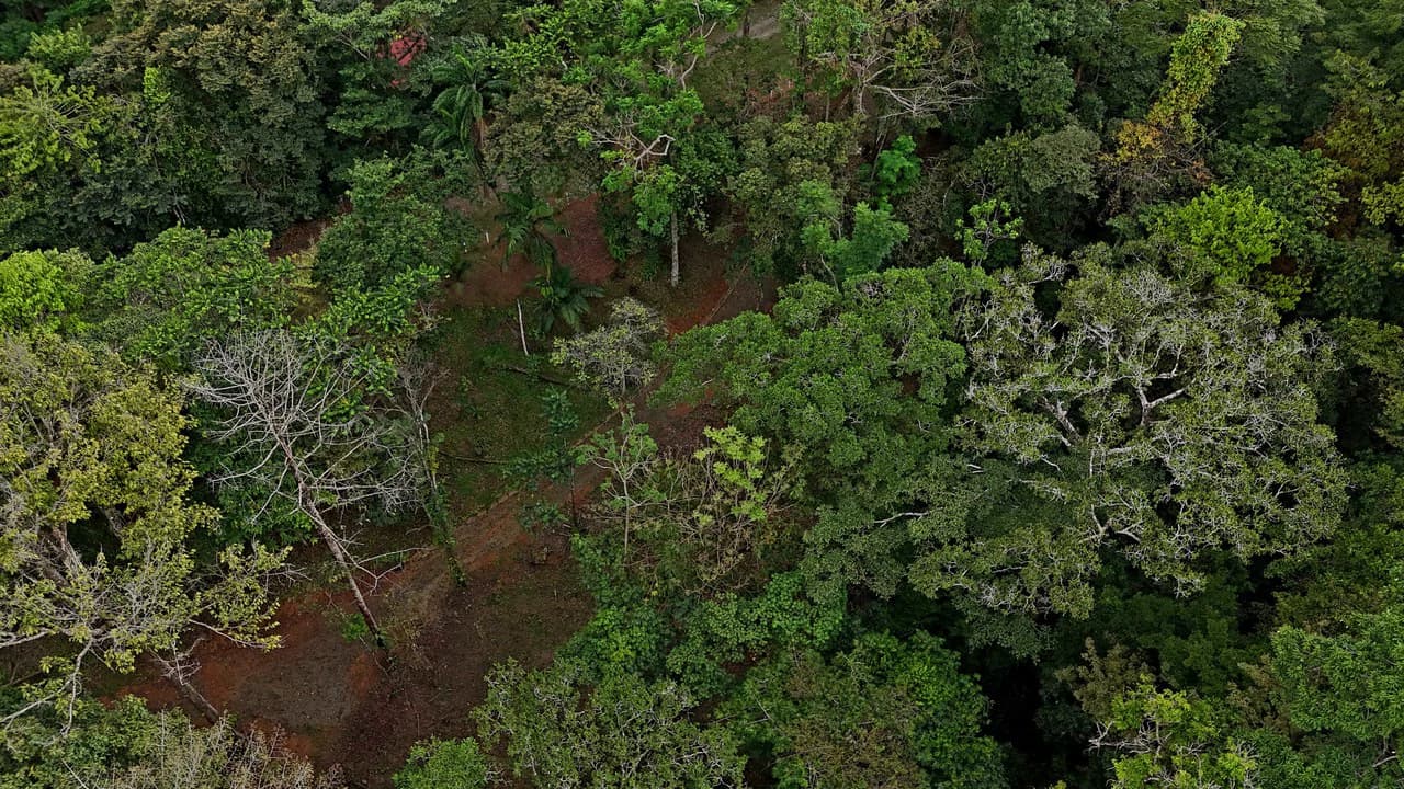 3.75-Acre Jungle Lot with Creek in Ventanas de Osa, Puntarenas - photo 11