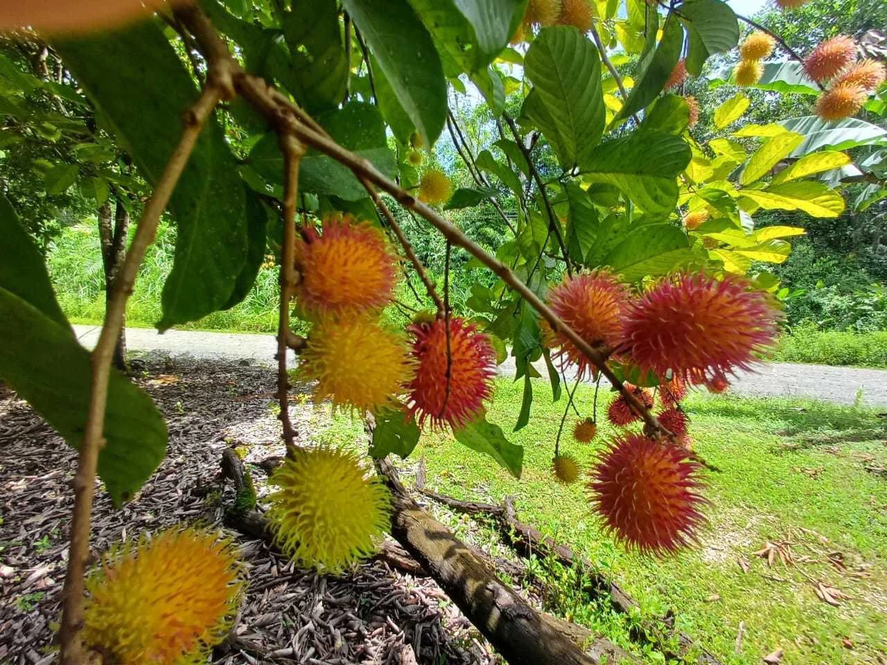 Finca La Palma, Cañaza, Puerto Jiménez - photo 12