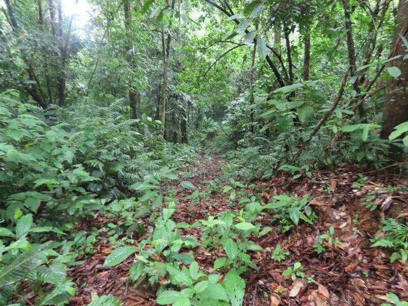 34-Acres of Forest For Sale in Riyito de Puerto Jimenez - photo 30