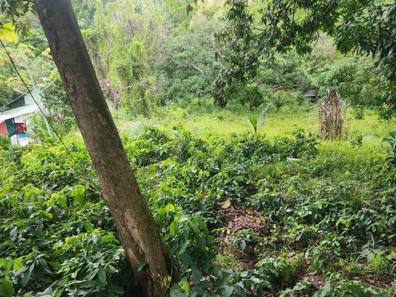 Subdividable lot in Manuel Antonio - photo 10