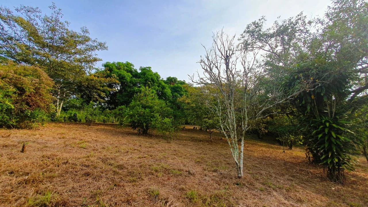 FRUIT TREE PROPERTY FOR SALE: Home Construction Site For Sale in San Isidro del General - photo 25