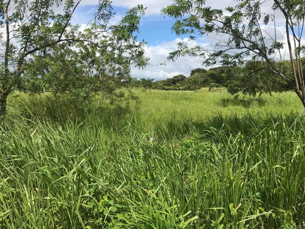 Property near Liberia and Discovery Park - photo 11