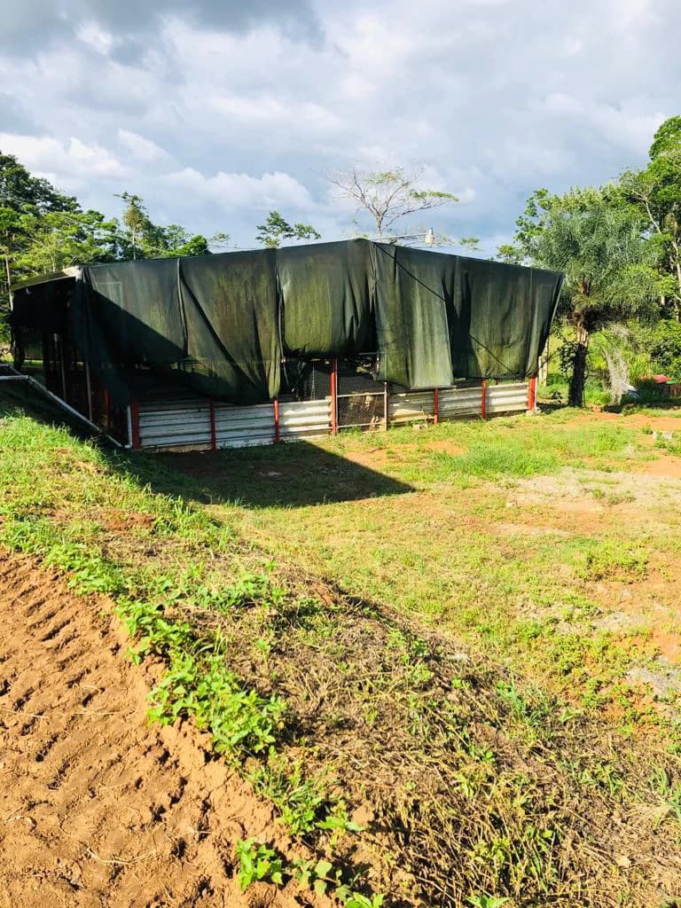 Professional Milk Factory for Sale with a big house in the mountains of Bijagua Costa Rica - photo 26