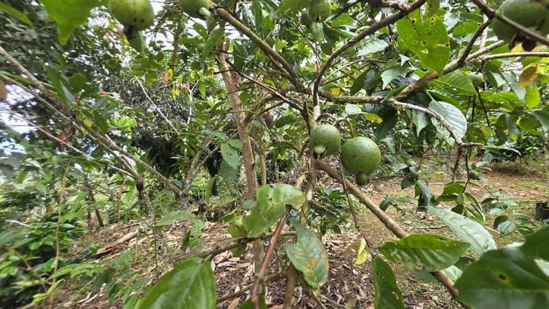 116-Hectare Finca for Sale Near Uvita with Whales Tail Views and 10 Waterfalls | La Faralla, Bahia Ballena, Uvita, Puntarenas, Costa Rica - photo 65
