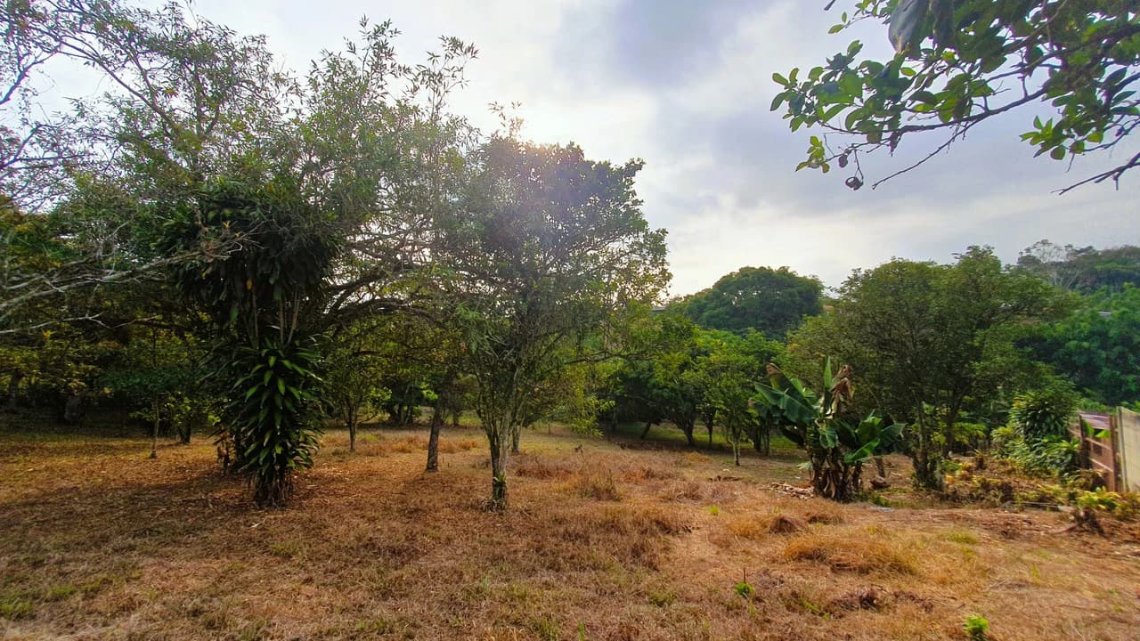 FRUIT TREE PROPERTY FOR SALE: Home Construction Site For Sale in San Isidro del General - photo 26