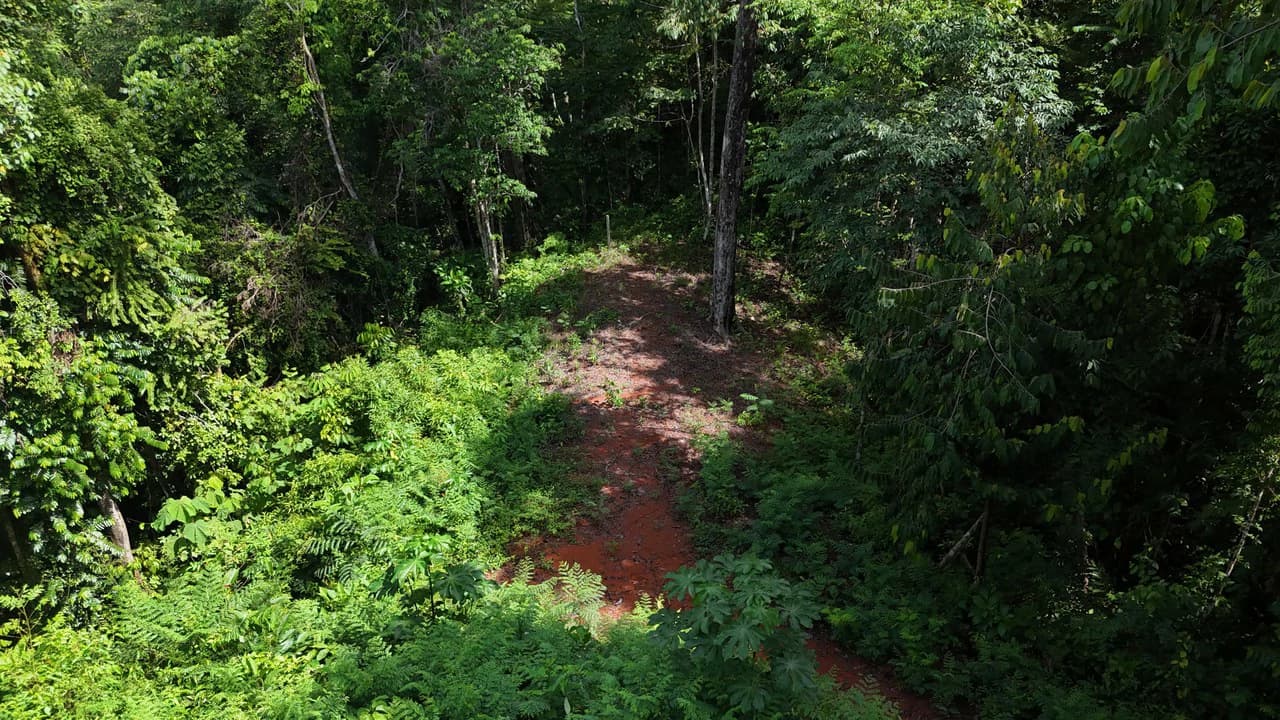 Spectacular Ocean view on 7.7 acres: Mountain Home Construction Site For Sale in Bahía Ballena - photo 19
