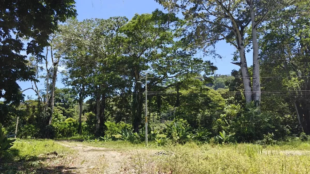 ID 924: El Cortijo: El Cortijo - Residential Lots for Sale in Hone Creek Near Puerto Viejo - photo 11