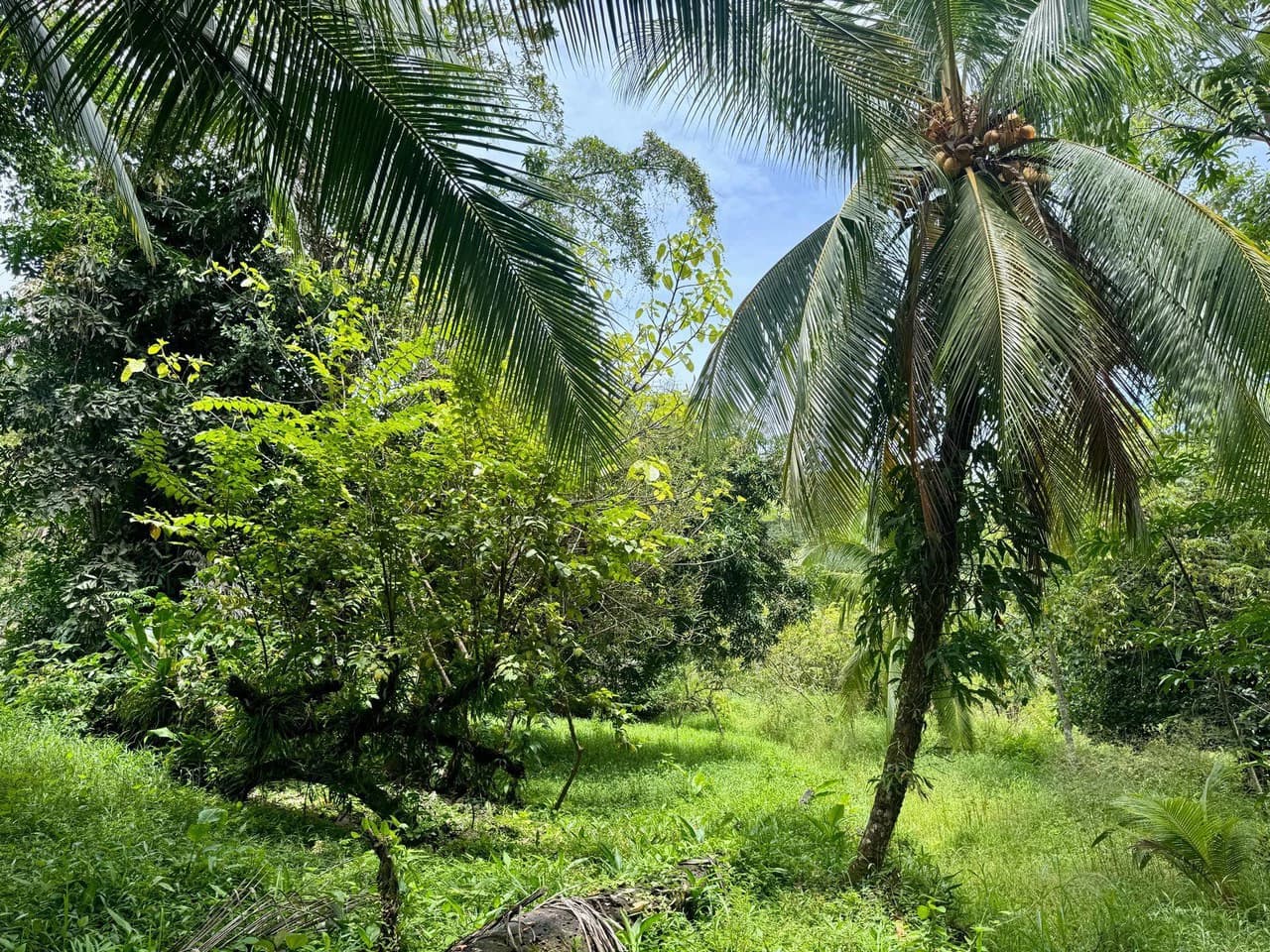 0.25 ACRES – Easy Access Flat Affordable Property In Escaleras With Public Road, Asada Water, Power, and Internet!!! - photo 4
